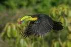 Costa Rica-Keel-billed toucan in flight Art Print
